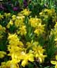 yellow flowers